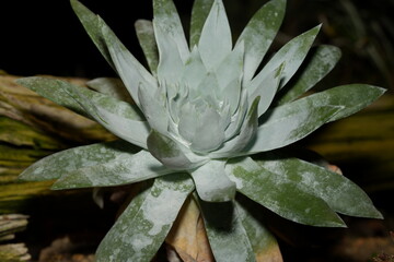 Agave 'Silver Anniversary': A Soft-Spined Silver Rosette Wonder
