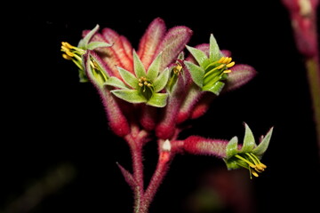 Eccentric Tubular Bloom: Fuzzy Petals and Crimson Stems