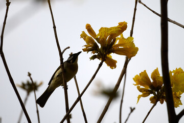 Red-whiskered Bulbul (Pycnonotus jocosus) perched on Handroanthus chrysanthus branch in Nam Cheong,...