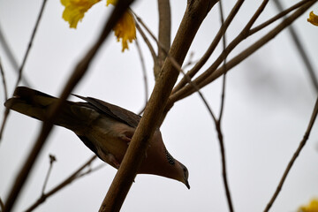 Silhouetted Spotted Dove (Streptopelia chinensis) on Handroanthus chrysanthus branch in Nam Cheong,...