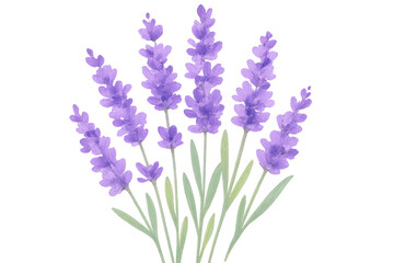 Obraz premium Watercolor painting of lavender flowers on a transparent background, perfect for adding a touch of elegance to any design