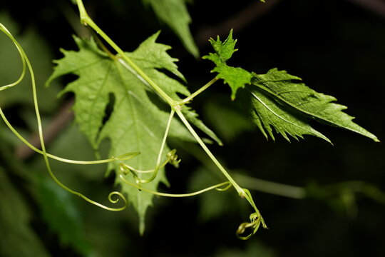 Spiraling Tendril: Nature’s Graceful Architecture in Motion