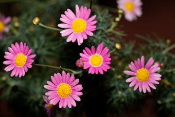 Pink Daisies in Bloom: Joyful Petals and Golden Hearts