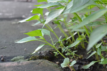 green sprout in the ground
