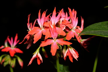 Red and Pink Flowers in Motion Against a Moody Backdrop