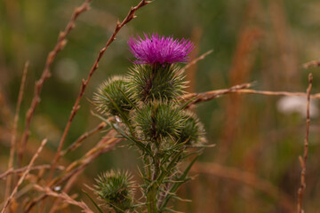 Blooming purple thistle flower in wild meadow, close-up botanical shot with natural blurred background, summer flora macro photography