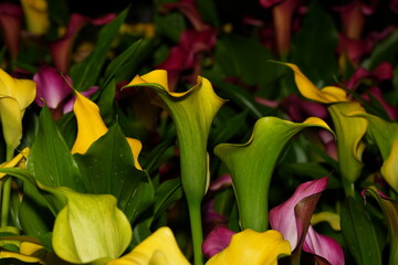 Yellow Calla Lily: Sleek Trumpet-Shaped Blooms in Golden Hue
