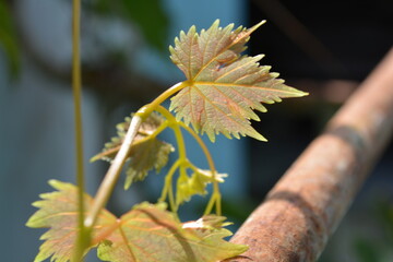 New Grape leaves in the garden