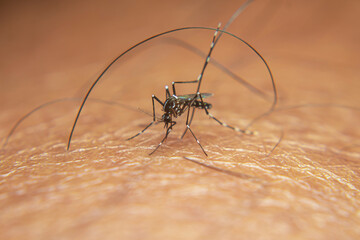 A garden mosquito (Aedes sp.) feeds on human skin, a known vector capable of transmitting dengue and chikungunya viruses.