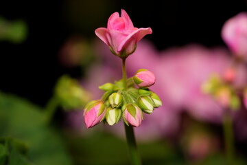 Pink Geranium in Bloom: Soft Light and Vivid Contrast in Focus