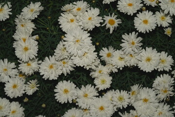 Mountain Aster: A Delicate Autumn Bloom in Small Form