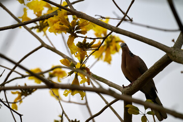  Spotted Dove (Streptopelia chinensis) on Handroanthus chrysanthus branch in Nam Cheong, Hong Kong.