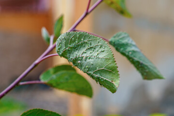 Macro image of a green leaf infested by aphids. Perfect for illustrating plant disease, pest...