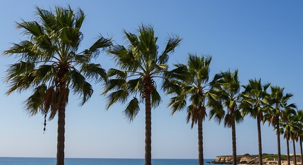 Obraz premium Midday Palms and Azure Sea