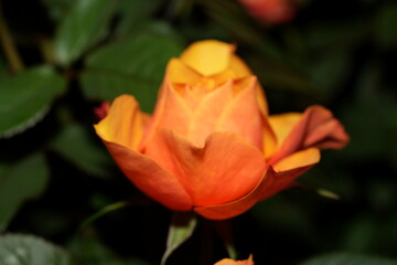 Pink Rose Spiral: A Delicate Dance of Light, Form, and Grace