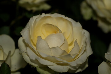 Ivory Rose in Close-Up: Pure Beauty in Delicate Detail