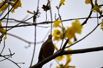  Spotted Dove (Streptopelia chinensis) on Handroanthus chrysanthus branch in Nam Cheong, Hong Kong.