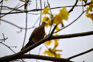 Silhouetted Spotted Dove (Streptopelia chinensis) on Handroanthus chrysanthus branch in Nam Cheong, Hong Kong.