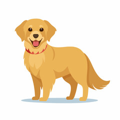 Smiling Golden Retriever Dog with Red Collar, Standing Proudly.