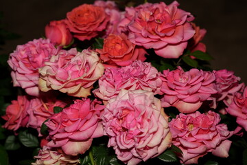 Pink Rose Spiral: A Delicate Dance of Light, Form, and Grace