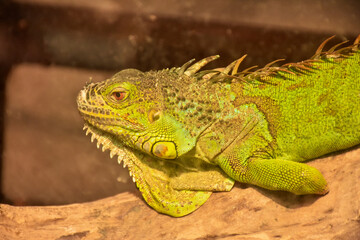 iguana on a tree