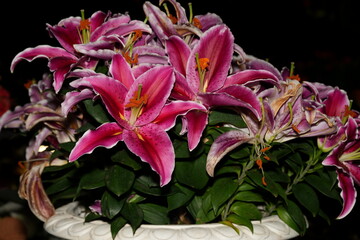 Pink Lily Blooms: Elegant Flowers with a Serene Backdrop