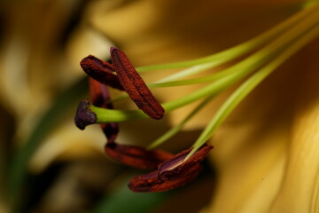 The Hidden Architecture of a Flower in Close-Up Detail