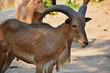close up of a young goat
