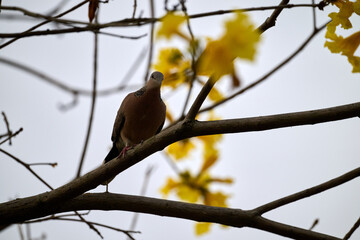 Silhouetted Spotted Dove (Streptopelia chinensis) on Handroanthus chrysanthus branch in Nam Cheong, Hong Kong.