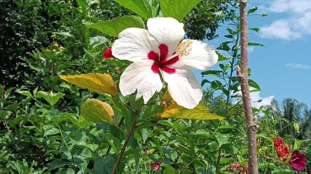 The flower in the image is a Hibiscus rosa-sinensis,  a White Red-Eye Hibiscus. commonly known as the Hibiscus or Bunga Raya in Malaysia (which is also the national flower of Malaysia).