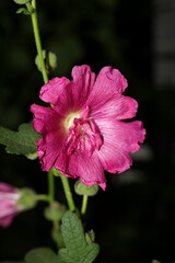 Radiant Pink Bloom with Golden Heart and Bold Charm