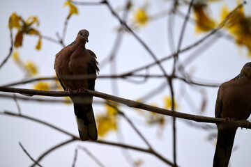 Silhouetted Spotted Dove (Streptopelia chinensis) on Handroanthus chrysanthus branch in Nam Cheong, Hong Kong.
