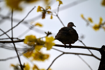 Silhouetted Spotted Dove (Streptopelia chinensis) on Handroanthus chrysanthus branch in Nam Cheong, Hong Kong.