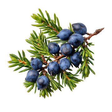Branch of Juniper plant (Juniperus communis) with berries and leaves on white background
