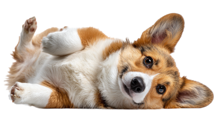 Welsh corgi rolling happily on its back isolated on transparent background 