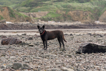 Curious dok on a beach looking at  me