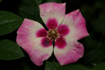 Fancy Babylon Eyes Rose with Bold Maroon-Centered Petals