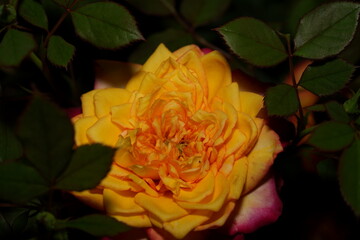 Golden Bloom: The Timeless Warmth of a Yellow Rose