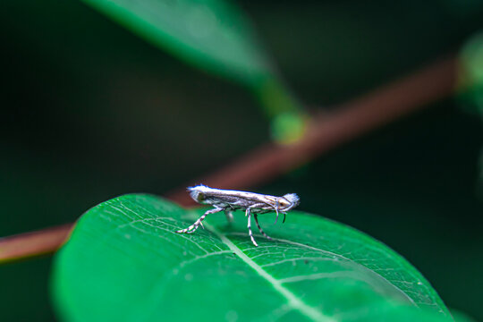 Small white mealybug (Pseudococcidae) resting on a green leaf (Angiospermae), captured in macro detail.