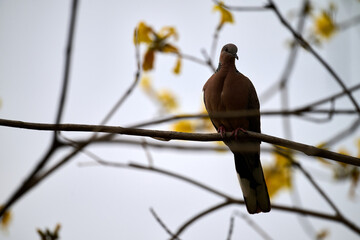 Silhouetted Spotted Dove (Streptopelia chinensis) on Handroanthus chrysanthus branch in Nam Cheong,...