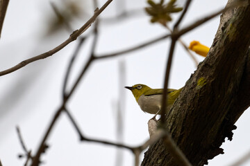 Swinhoe's White-eye (Zosterops simplex) perched on Handroanthus chrysanthus branch in Nam Cheong, Hong Kong
