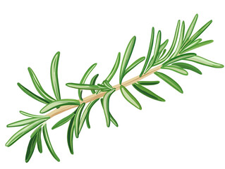 Fototapeta premium A fresh sprig of aromatic rosemary isolated on a transparent background