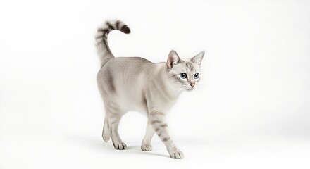 A graceful white and grey tabby cat with striking blue eyes walks confidently across a clean white background with its tail held high
