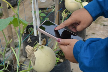 A person using a smartphone to monitor or take notes on melon growth in a greenhouse. Close-up of hands, melon fruit, and mobile device in a modern farming setting