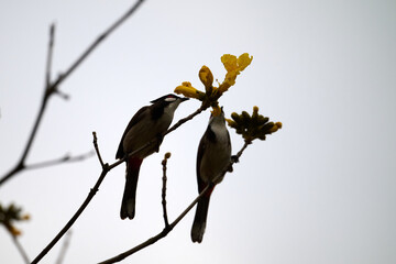 Red-whiskered Bulbul (Pycnonotus jocosus) perched on Handroanthus chrysanthus branch in Nam Cheong, Hong Kong