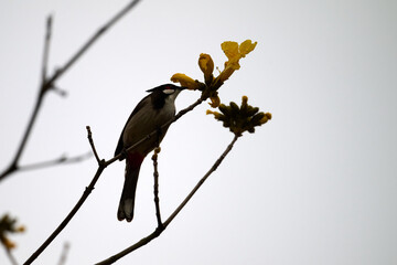 Red-whiskered Bulbul (Pycnonotus jocosus) perched on Handroanthus chrysanthus branch in Nam Cheong, Hong Kong