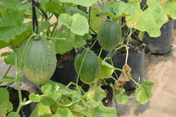 A young, green netted melon hangs from its vine, displaying distinctive texture, surrounded by lush...