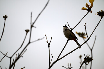 Red-whiskered Bulbul (Pycnonotus jocosus) perched on Handroanthus chrysanthus branch in Nam Cheong, Hong Kong.
