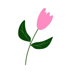 simple pink tulip illustration decorative
