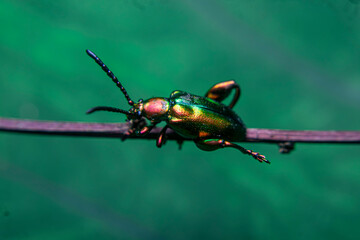 Frog-legged Leaf Beetle (Sagra buqueti) perched on a twig. Native to Southeast Asia. Feeds on...